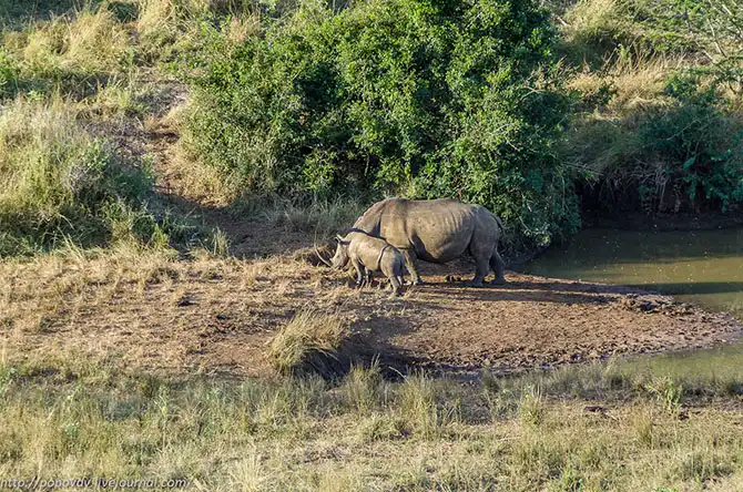 Беззащитные гиганты в заповеднике Хлухлуве-Имфолози