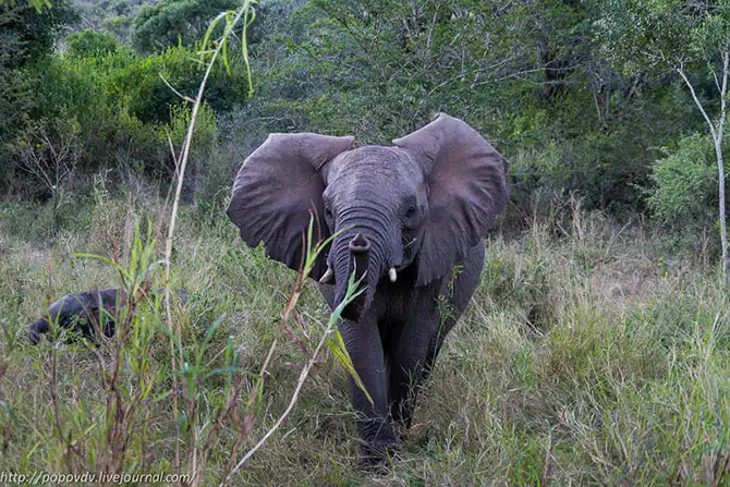 Беззащитные гиганты в заповеднике Хлухлуве-Имфолози