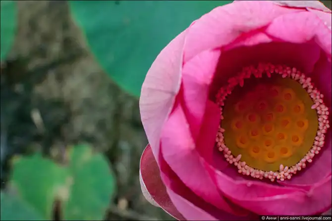 Лотосы - солнечный привет из доисторических времен