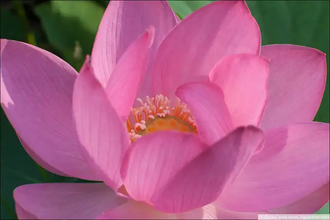 Лотосы - солнечный привет из доисторических времен