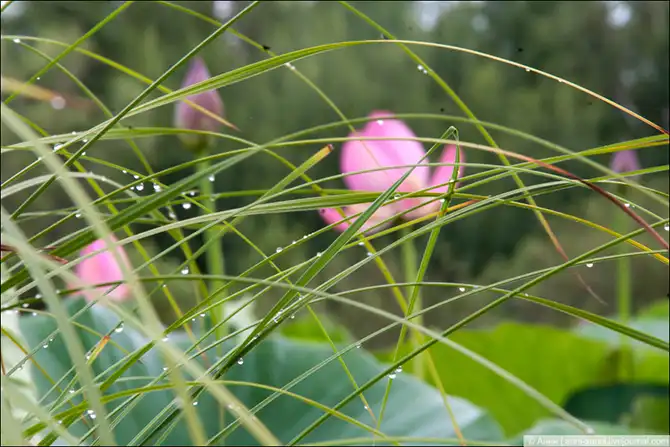 Лотосы - солнечный привет из доисторических времен