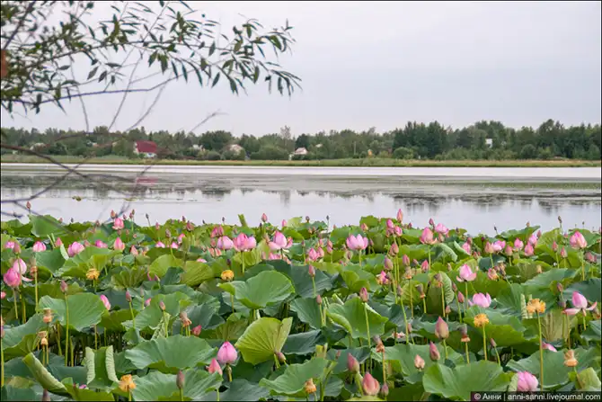 Лотосы - солнечный привет из доисторических времен