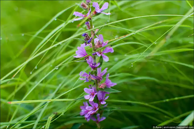 Лотосы - солнечный привет из доисторических времен