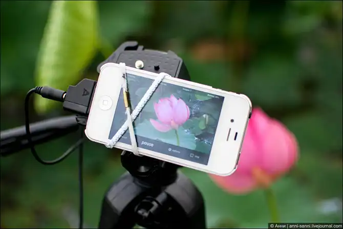 Лотосы - солнечный привет из доисторических времен