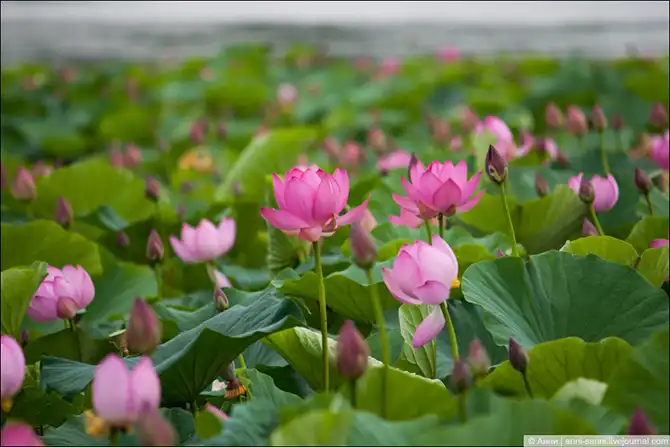 Лотосы - солнечный привет из доисторических времен
