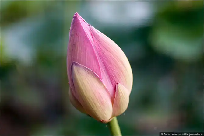 Лотосы - солнечный привет из доисторических времен