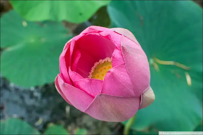 Лотосы - солнечный привет из доисторических времен