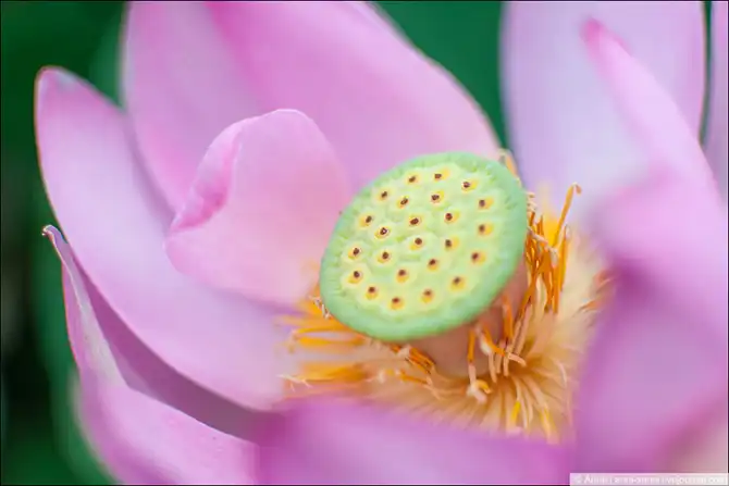 Лотосы - солнечный привет из доисторических времен