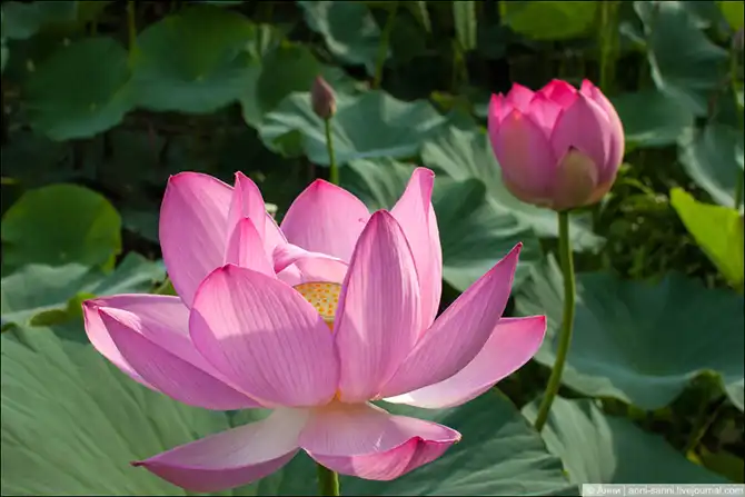 Лотосы - солнечный привет из доисторических времен