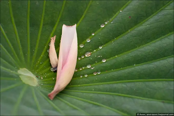 Лотосы - солнечный привет из доисторических времен