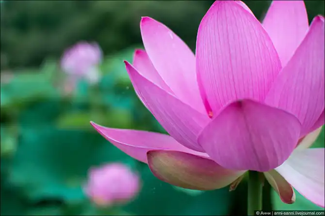 Лотосы - солнечный привет из доисторических времен