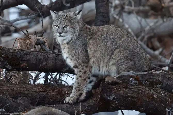 История Национального парка Йосемити