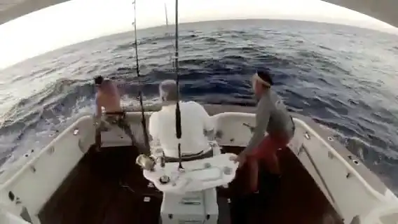 Пойманный марлин решил отомстить рыбакам