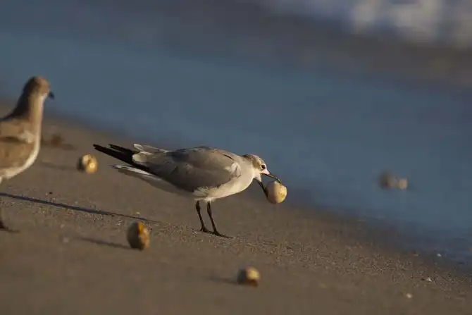 Защита черепах