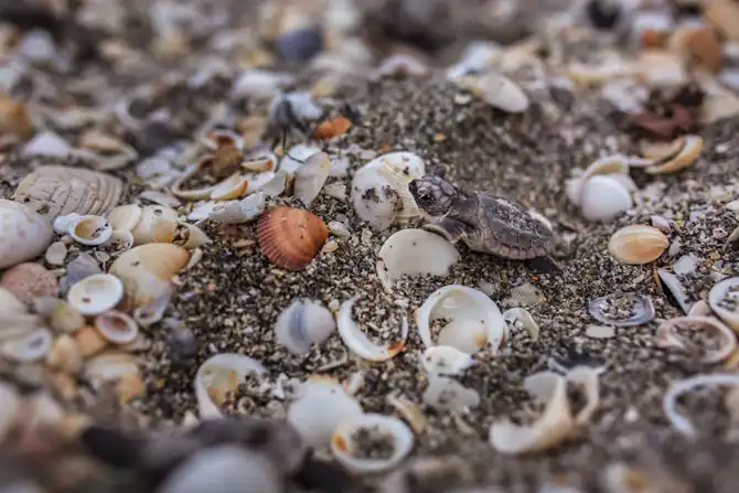 Защита черепах