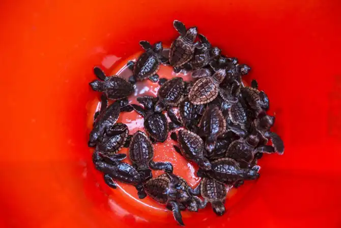 Защита черепах