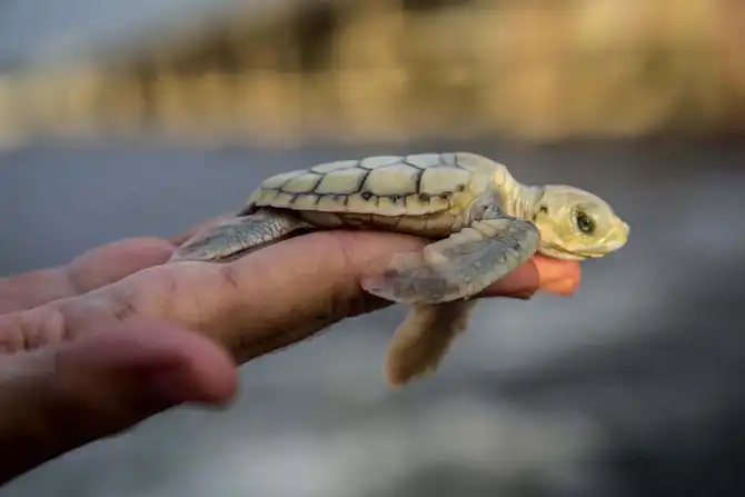 Защита черепах