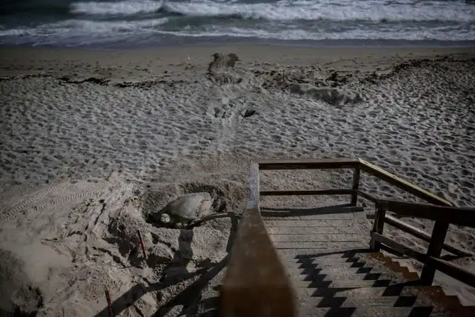 Защита черепах