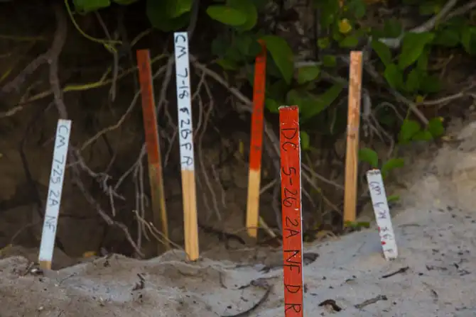 Защита черепах