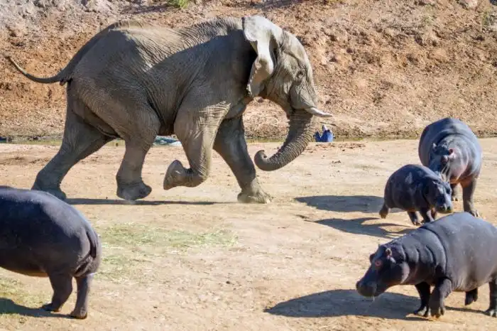Разбушевавшийся слон против бегемота