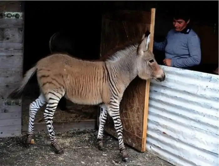 Необычный "ослик" родился в зоопарке