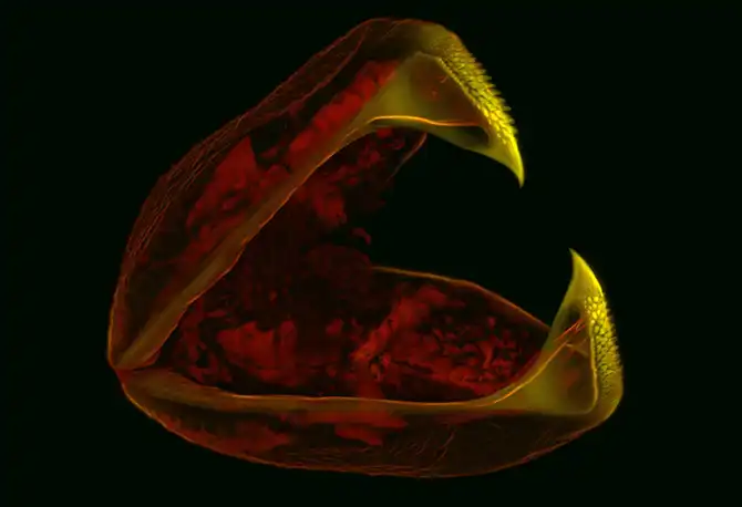 Конкурс микрофотографии Nikon Small World 2013