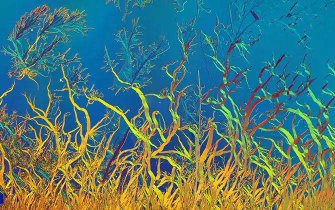 Конкурс микрофотографии Nikon Small World 2013