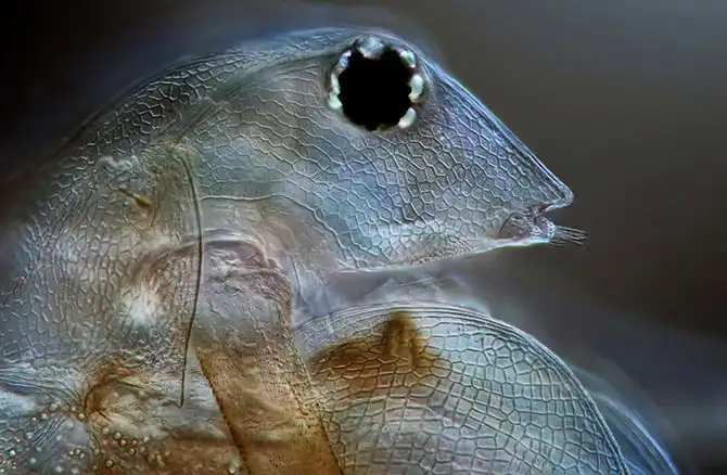 Конкурс микрофотографии Nikon Small World 2013