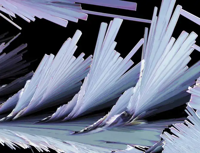 Конкурс микрофотографии Nikon Small World 2013