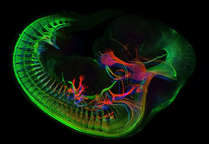 Конкурс микрофотографии Nikon Small World 2013