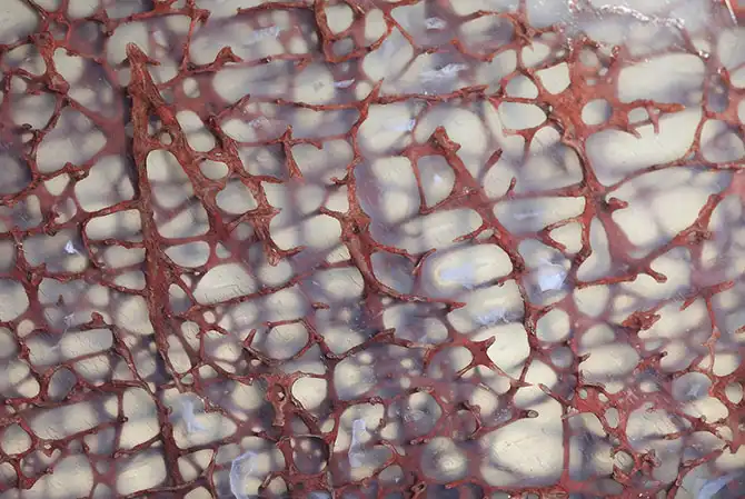 Конкурс микрофотографии Nikon Small World 2013