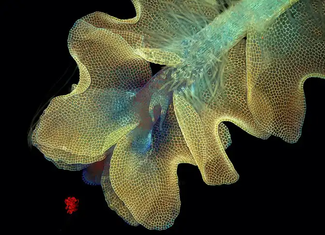 Конкурс микрофотографии Nikon Small World 2013