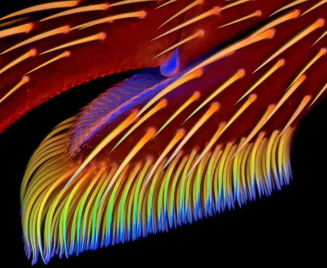 Конкурс микрофотографии Nikon Small World 2013