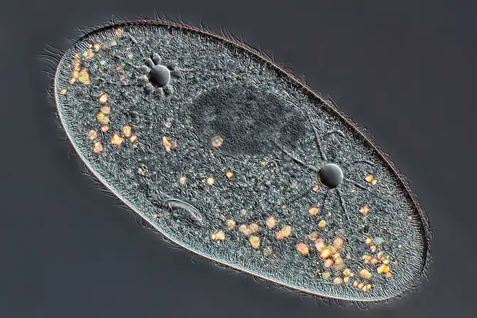 Конкурс микрофотографии Nikon Small World 2013