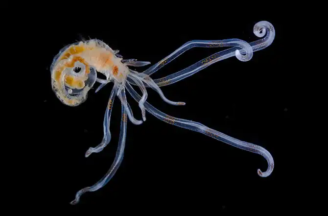 Конкурс микрофотографии Nikon Small World 2013