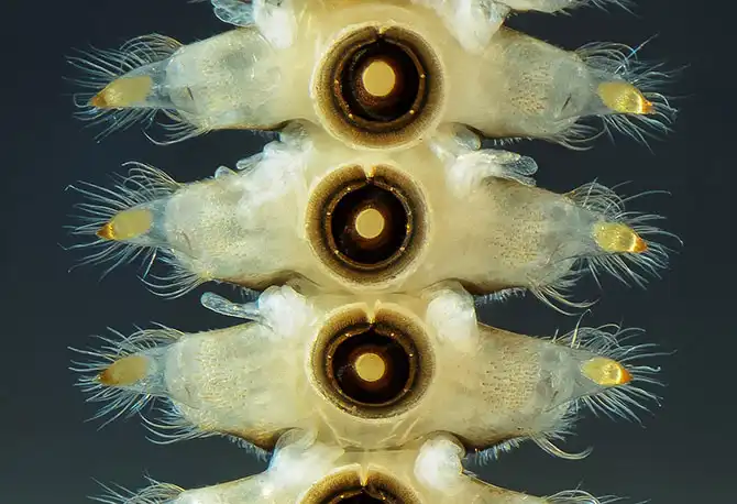 Конкурс микрофотографии Nikon Small World 2013