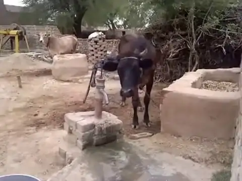 Умная корова умеет пить из колодца с насосом