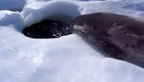 Тюлень учится плавать.