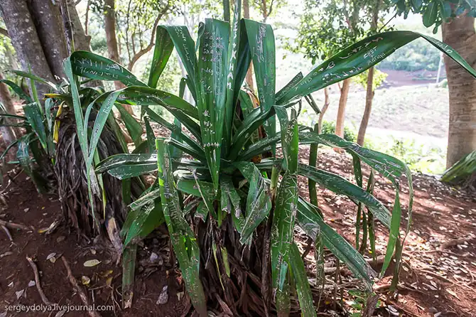 Путешествие на остров Маврикий