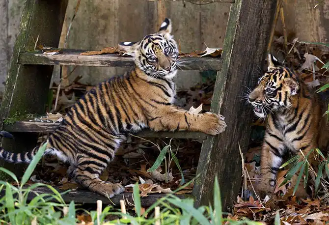 В мире животных