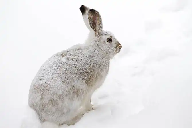 В мире животных