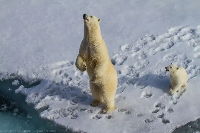 Путешествие на Землю Франца Иосифа