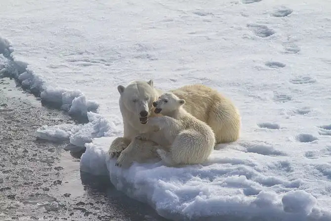 Путешествие на Землю Франца Иосифа