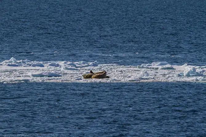 Путешествие на Землю Франца Иосифа