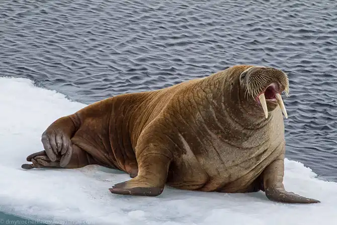 Путешествие на Землю Франца Иосифа