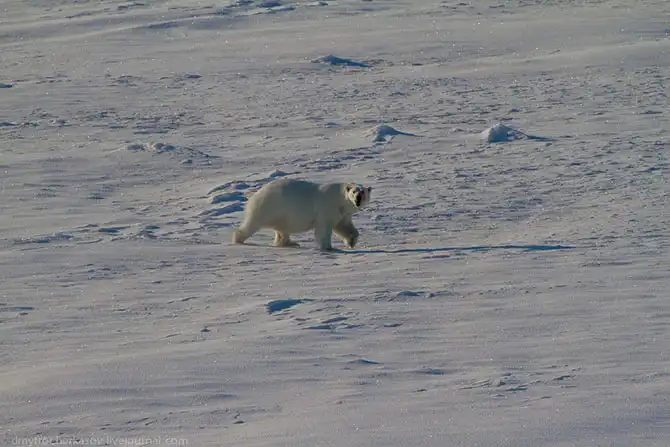 Путешествие на Землю Франца Иосифа
