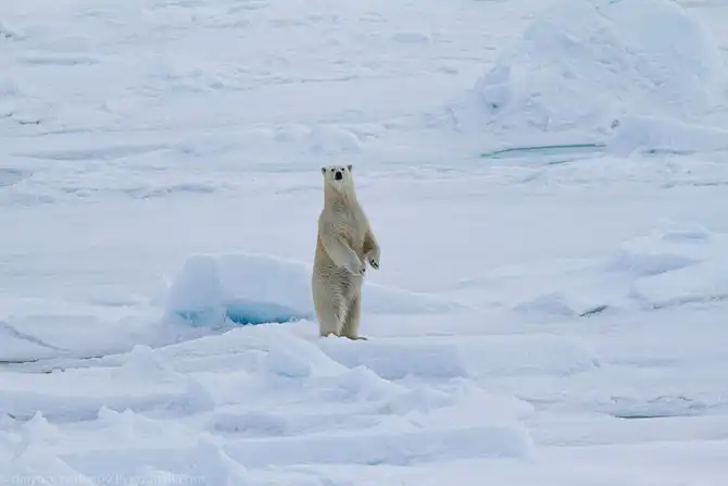 Путешествие на Землю Франца Иосифа