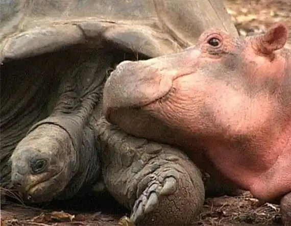 130-летняя Черепаха и карликоый бегемот