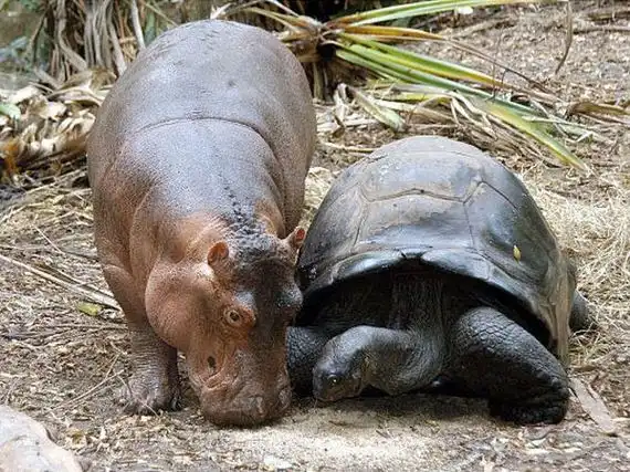 130-летняя Черепаха и карликоый бегемот
