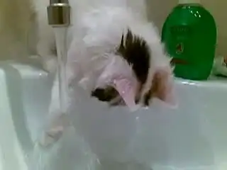 Кошка никак не может понять прикола с водой